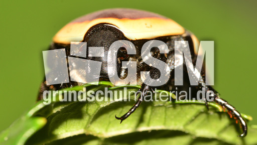 Kongo-Rosenkäfer (5).jpg